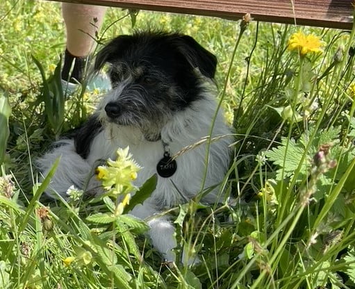 Brandings tudio het team Taffi